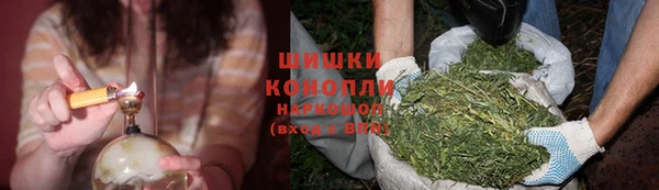 хмурый Аркадак